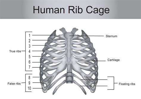 how many ribs are in the human body